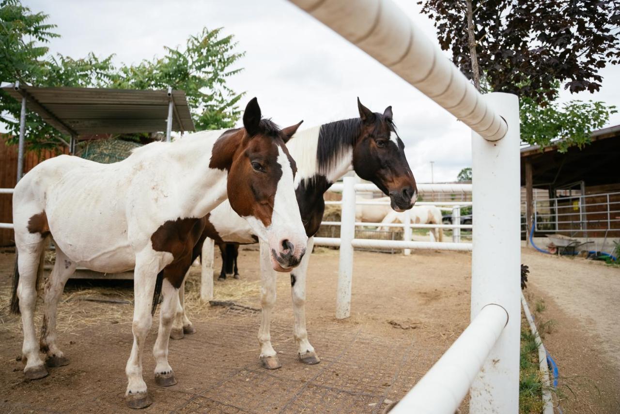 Ranchzimmer Am Hippo-Campus Reit- Und Therapiezentrum Deutsch Haslau Exteriör bild