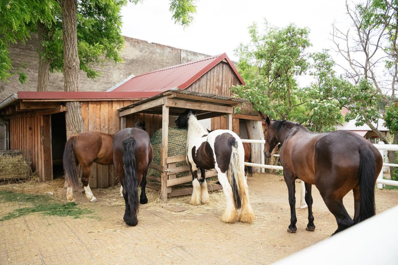 Ranchzimmer Am Hippo-Campus Reit- Und Therapiezentrum Deutsch Haslau Exteriör bild